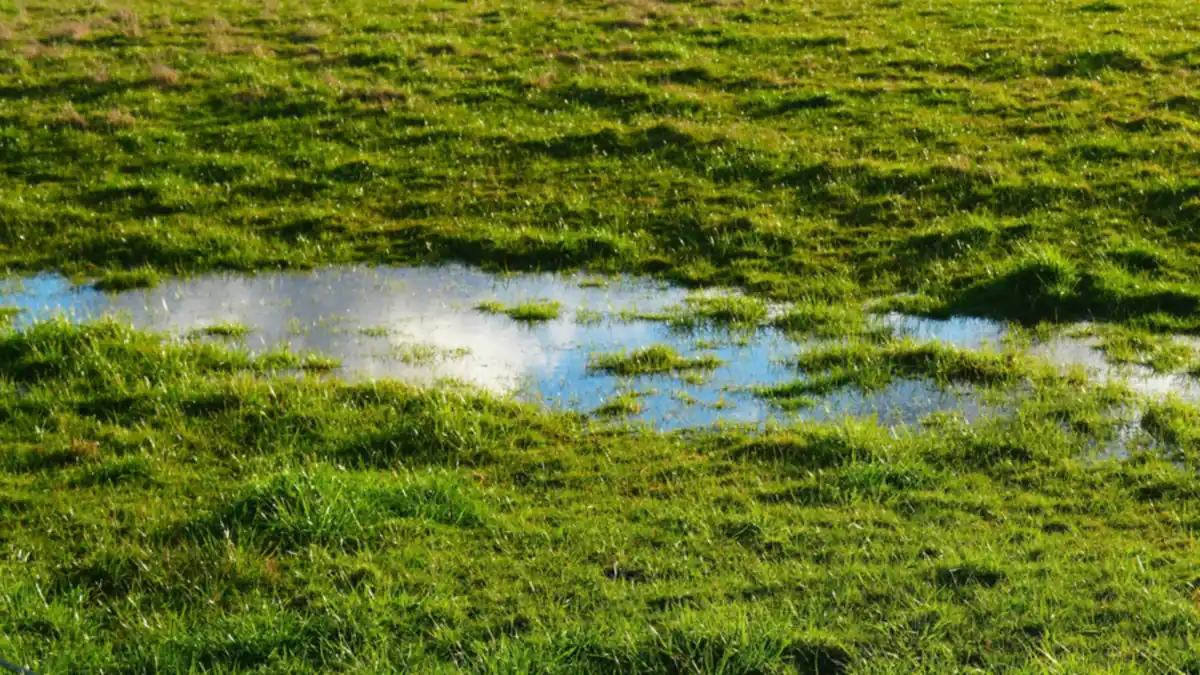 Grote plas water tussen het gras na een regenbui, met de lucht erin weerspiegeld