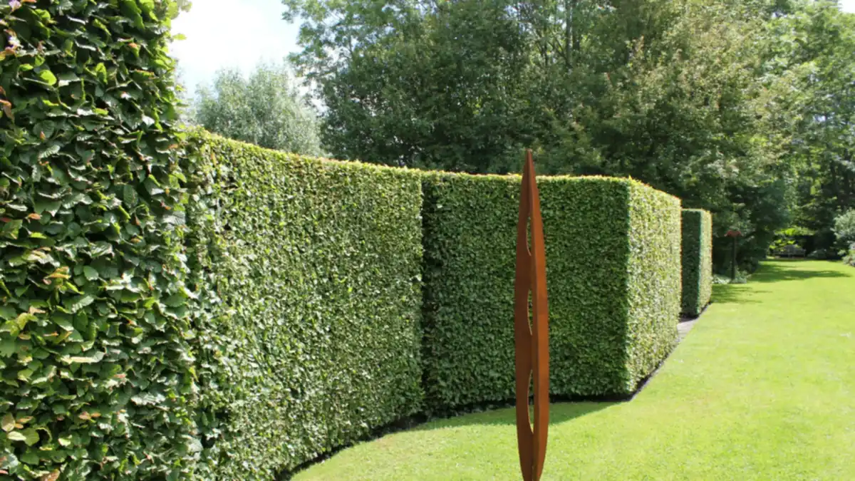Strak geknipte, hoge beukenhaag in een golvende lijn langs een gazon, met een roestbruin tuinbeeld ervoor