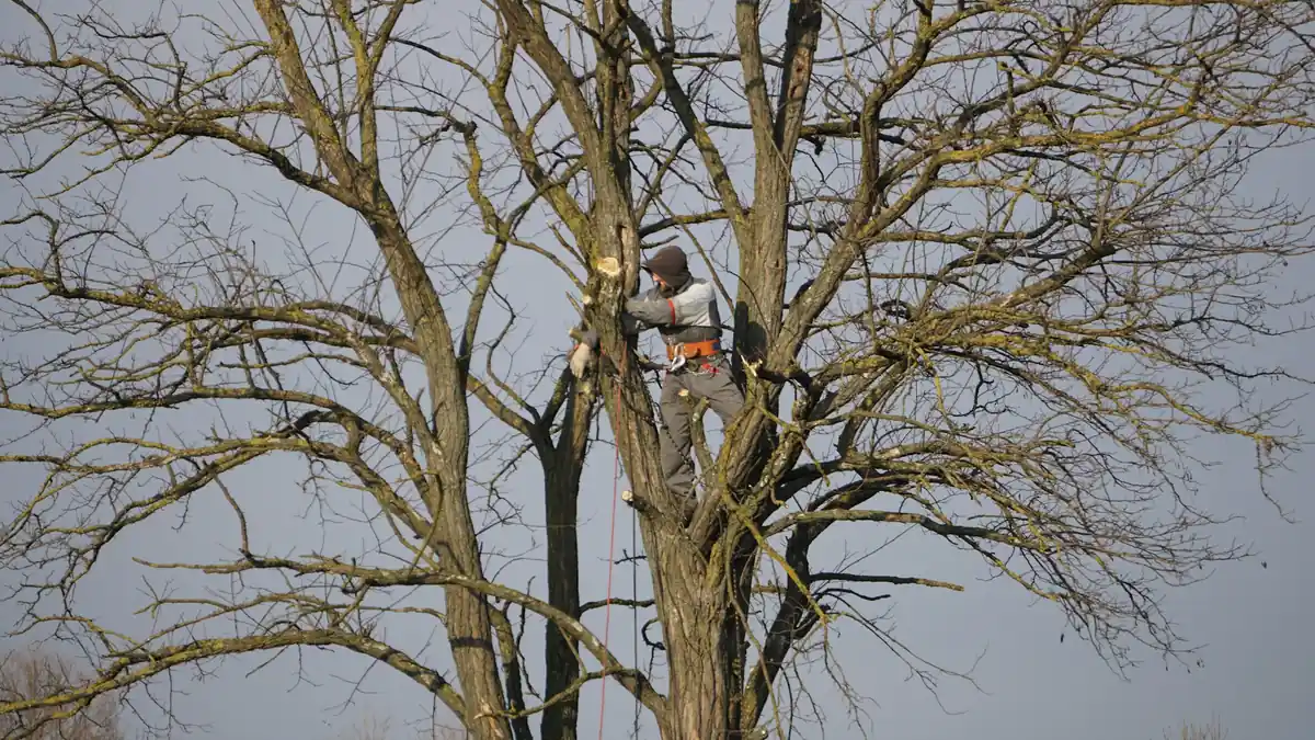 Boomverzorger met klimgordel en touw zaagt takken uit een grote kale boom
